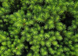 Picea glauca Conica / Cukorsüvegfenyő